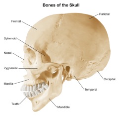 Skull Small